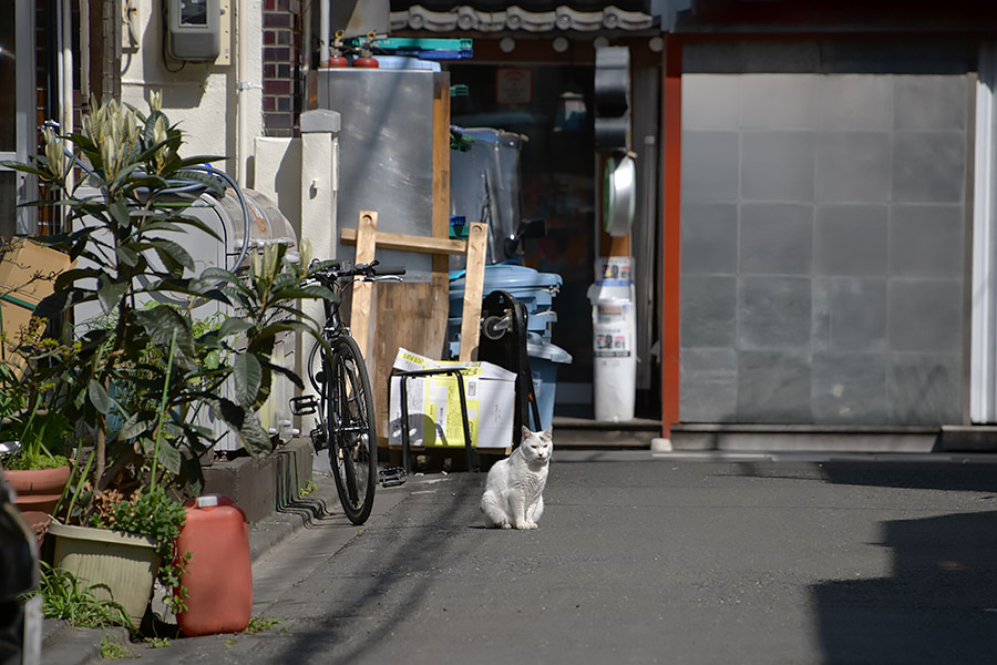 街のねこたち