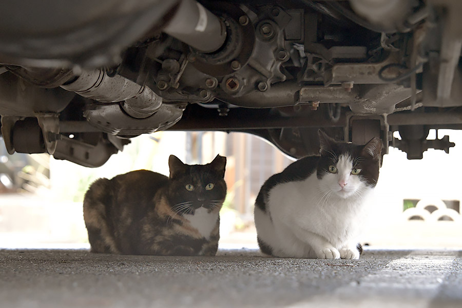 街のねこたち