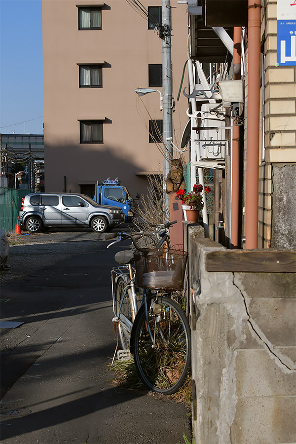 街のねこたち