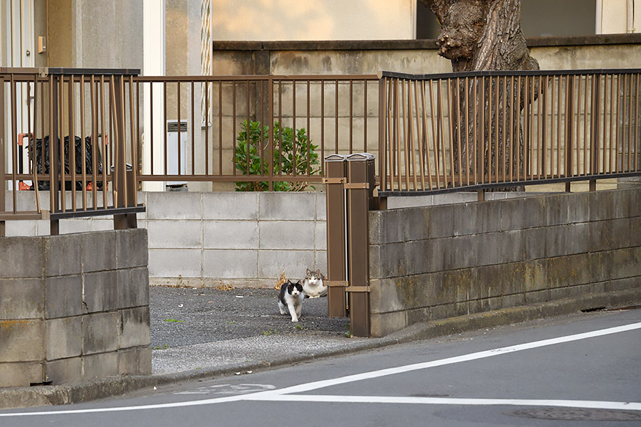 街のねこたち