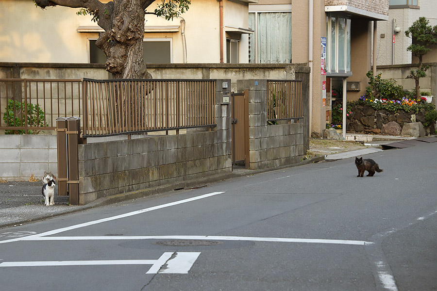 街のねこたち