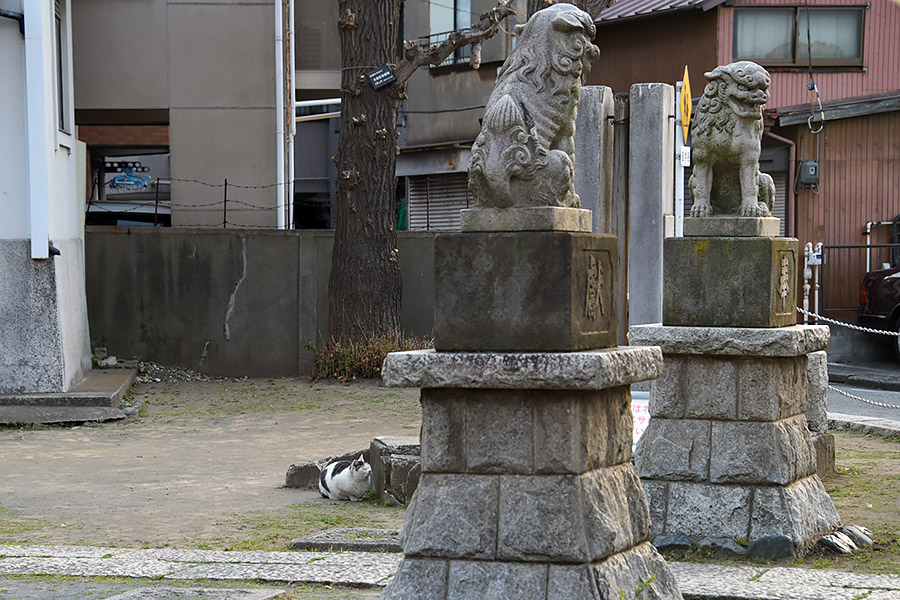 街のねこたち