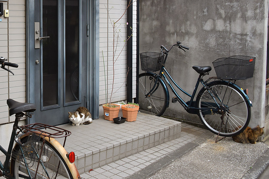 街のねこたち