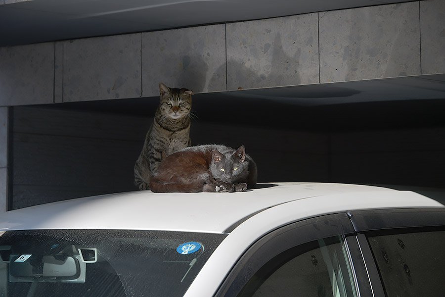 街のねこたち