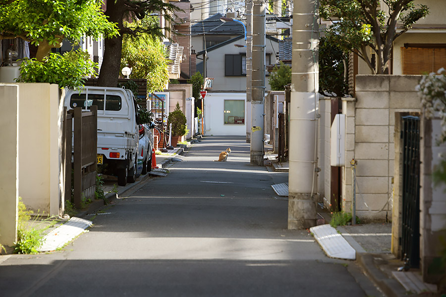 街のねこたち