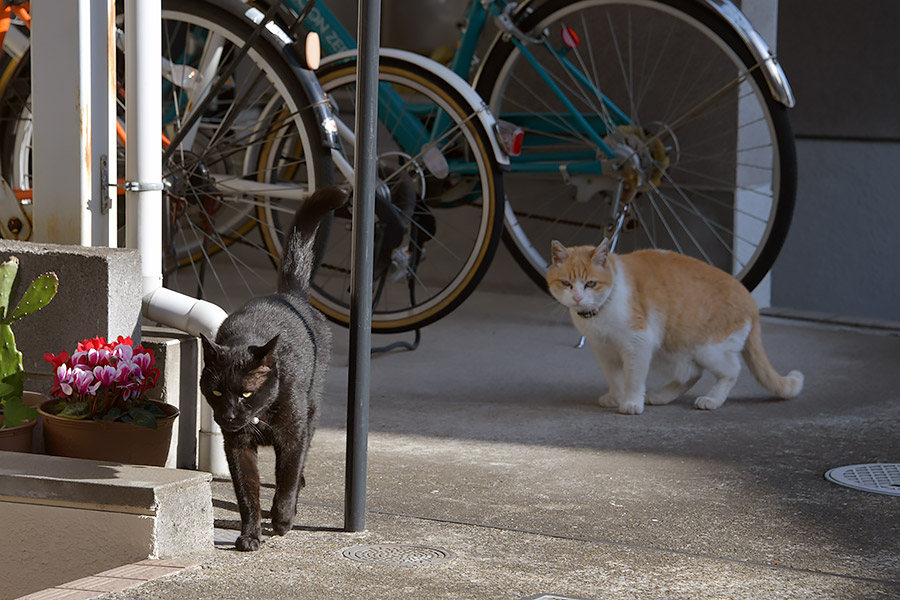 街のねこたち