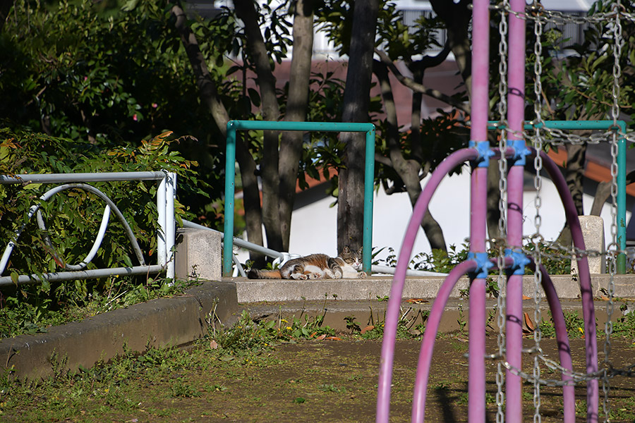 街のねこたち
