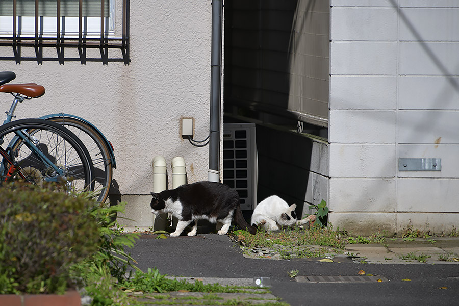 街のねこたち