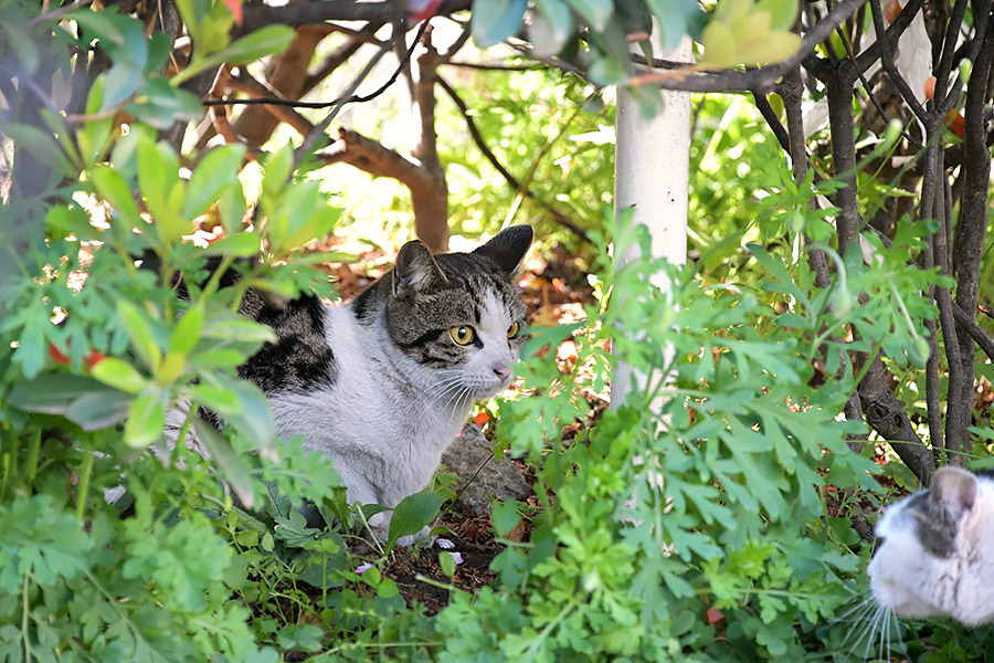 街のねこたち