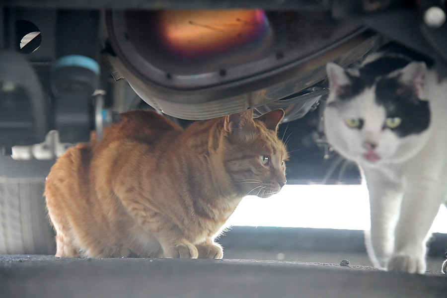 街のねこたち