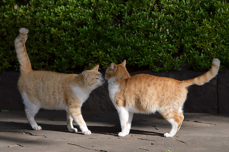 街のねこたち