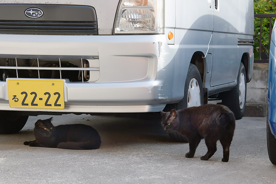 街のねこたち