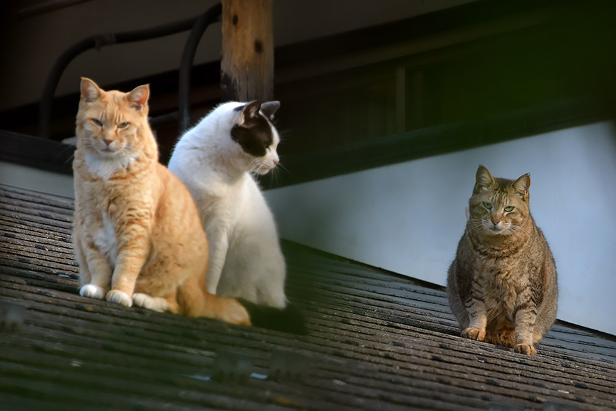 街のねこたち