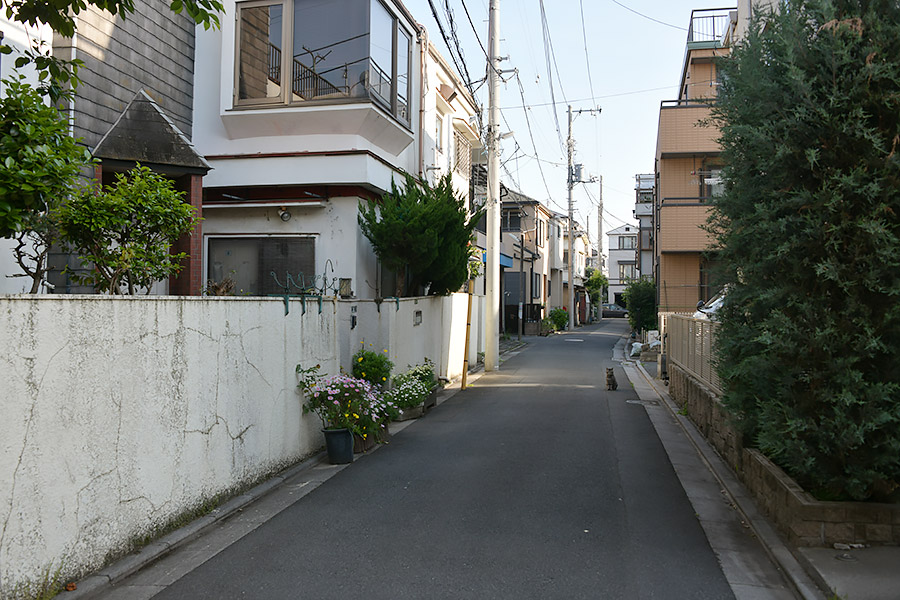 街のねこたち