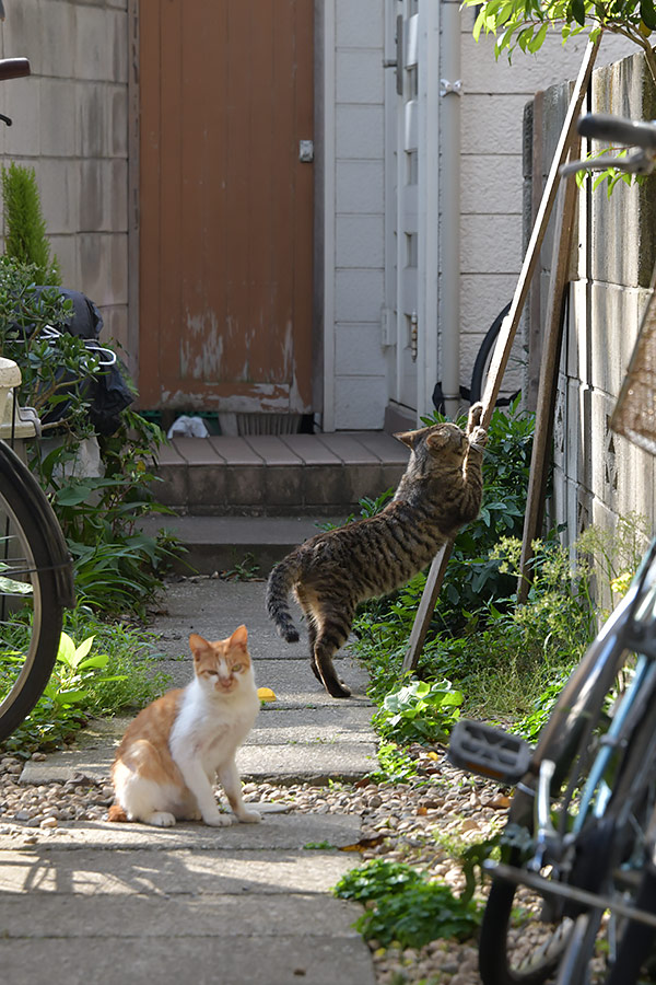 街のねこたち