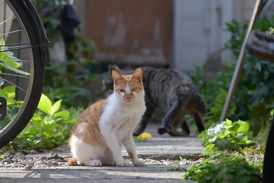 街のねこたち