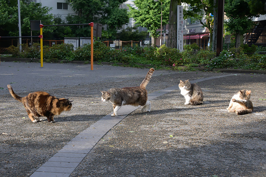 街のねこたち
