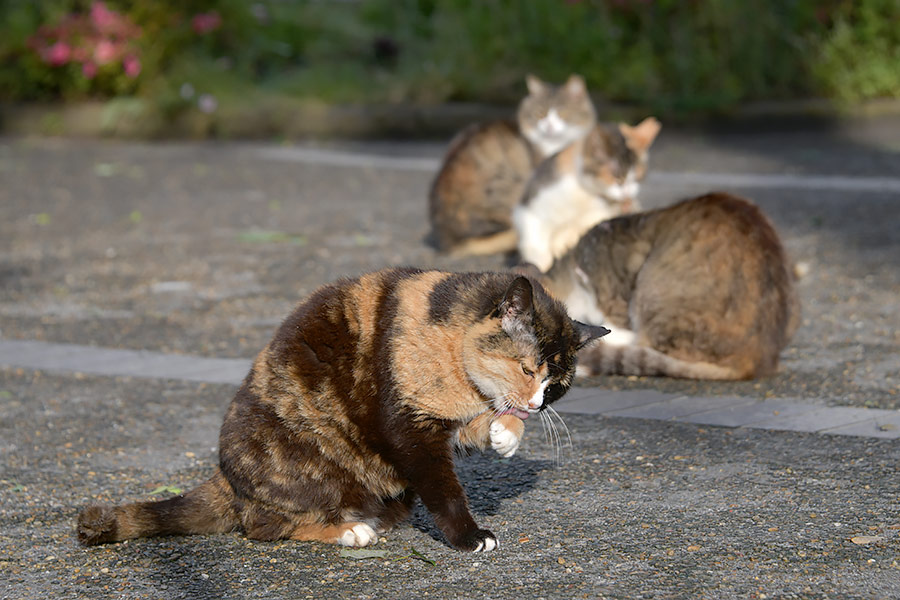 街のねこたち