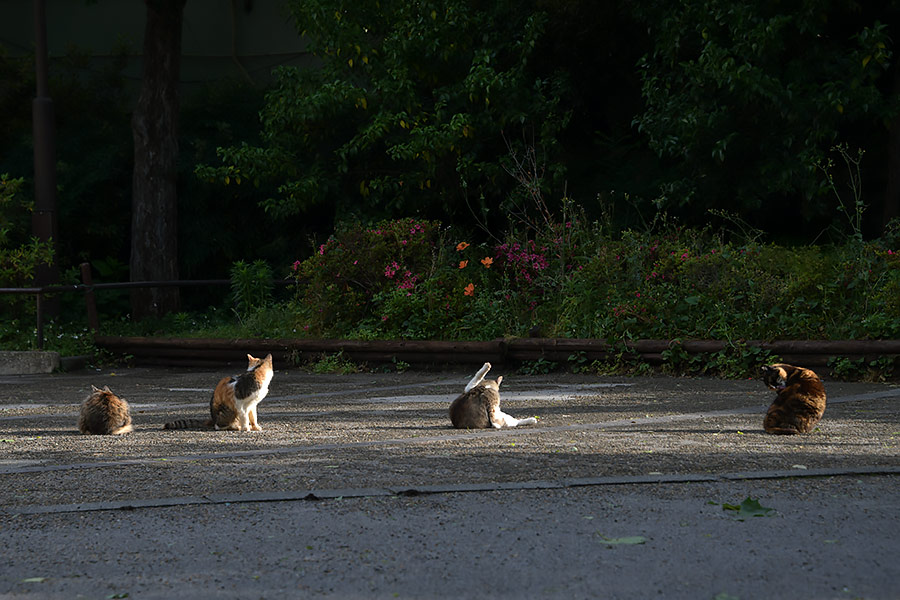 街のねこたち
