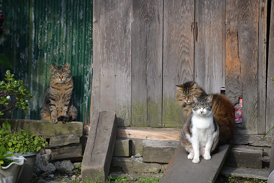 街のねこたち