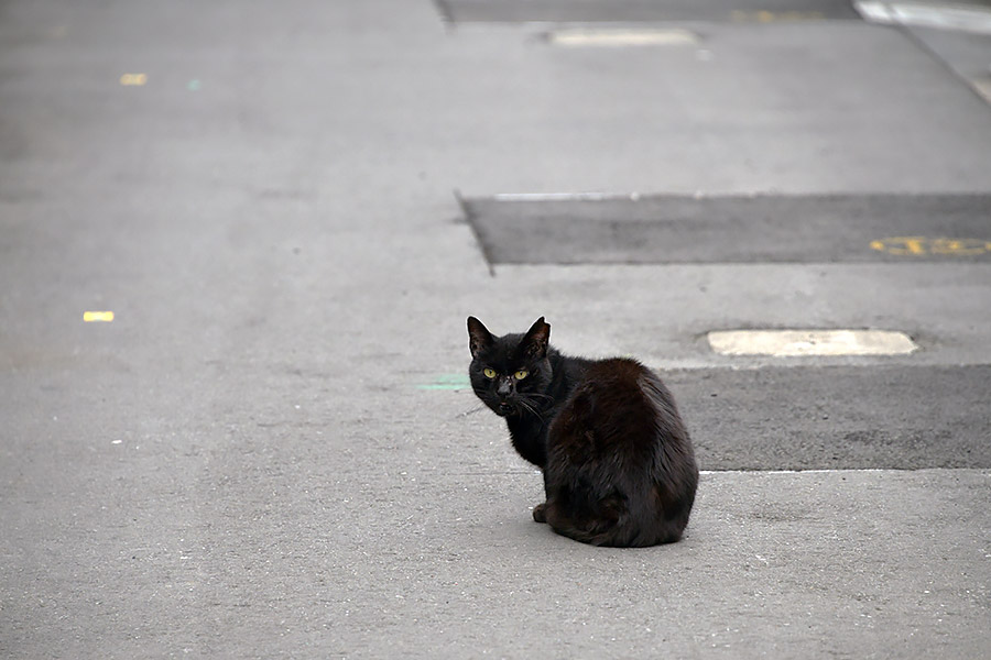 街のねこたち
