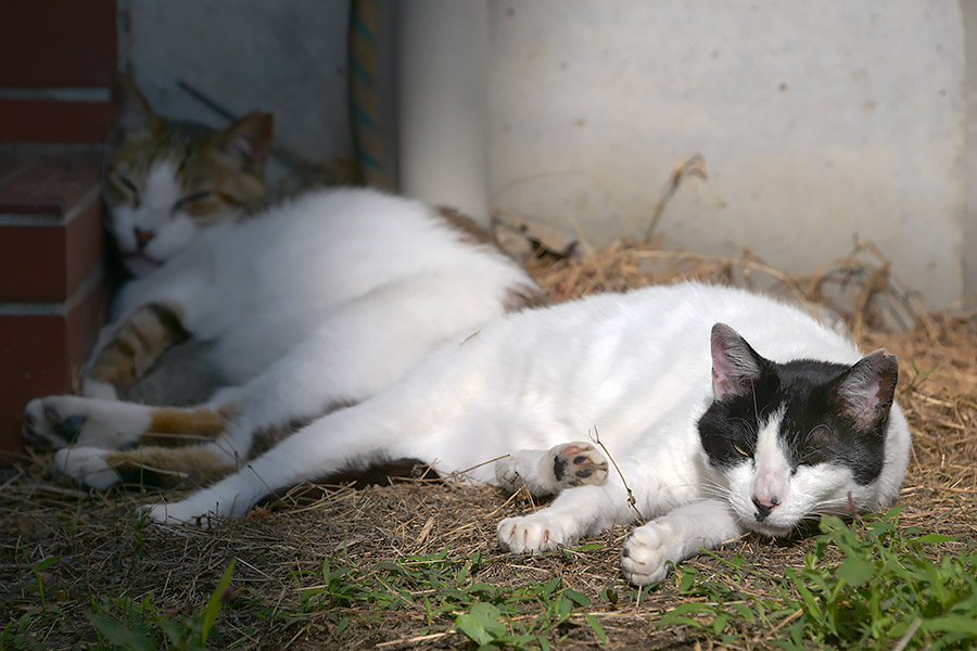街のねこたち