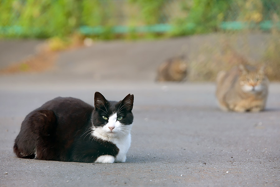 街のねこたち