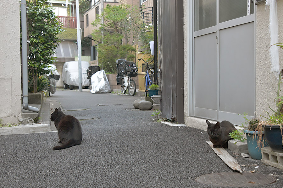 街のねこたち