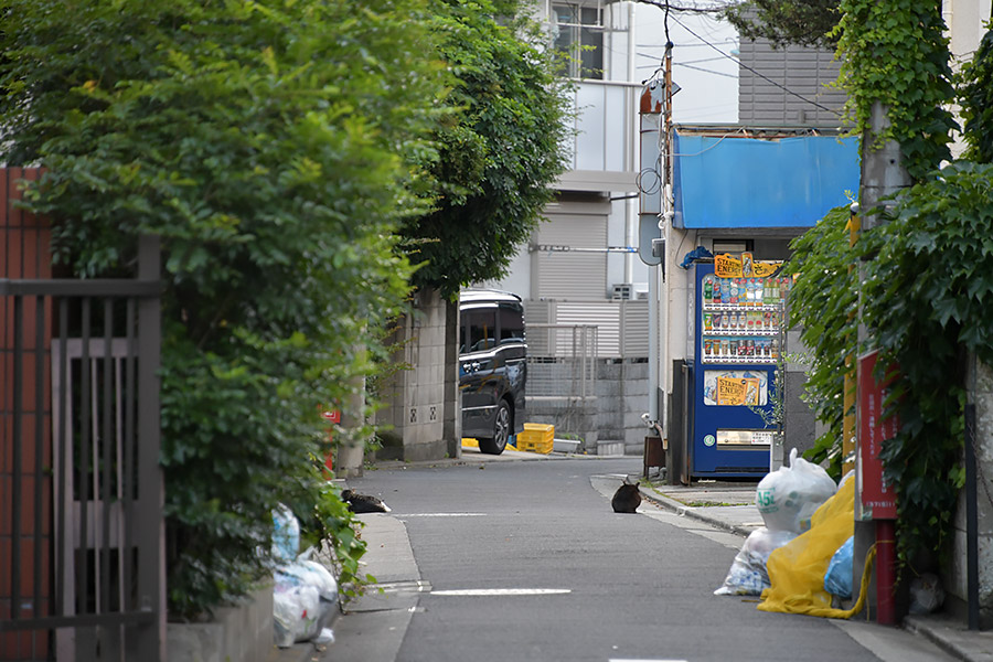街のねこたち