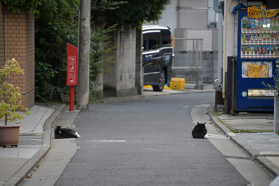 街のねこたち