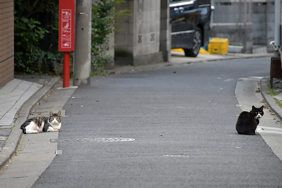 街のねこたち