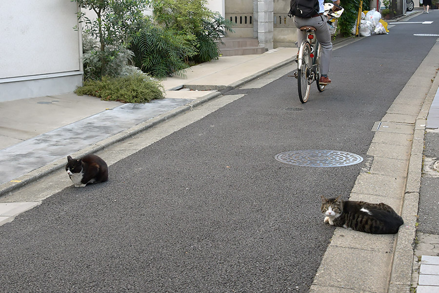 街のねこたち