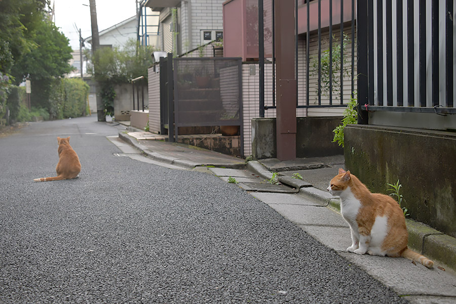 街のねこたち