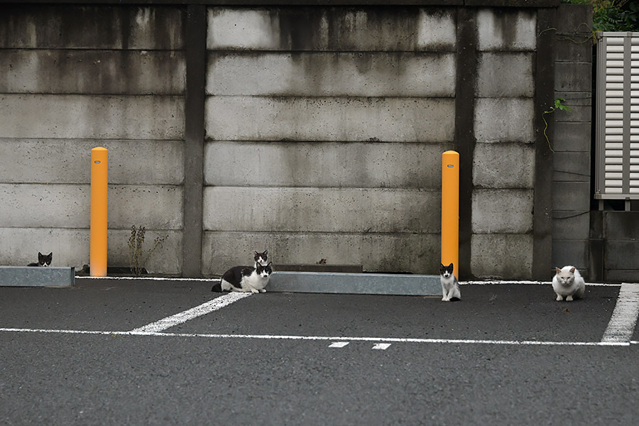 街のねこたち