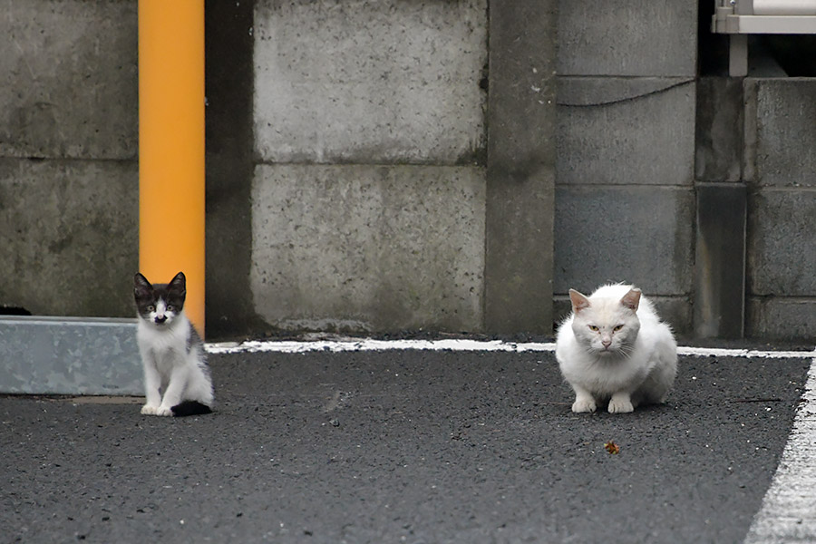 街のねこたち