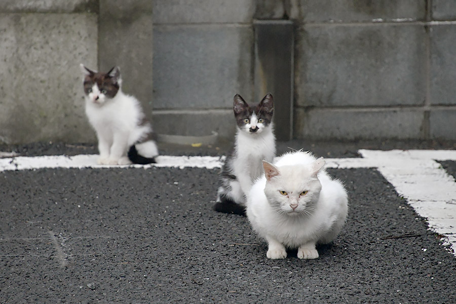 街のねこたち