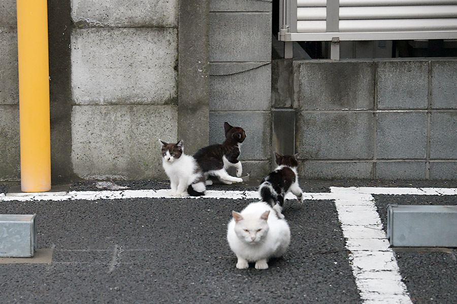 街のねこたち