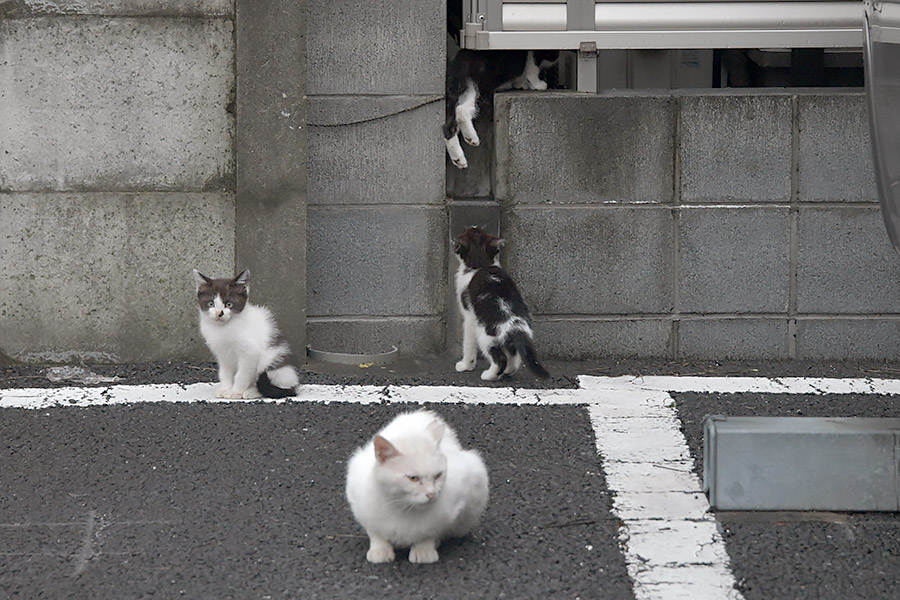街のねこたち
