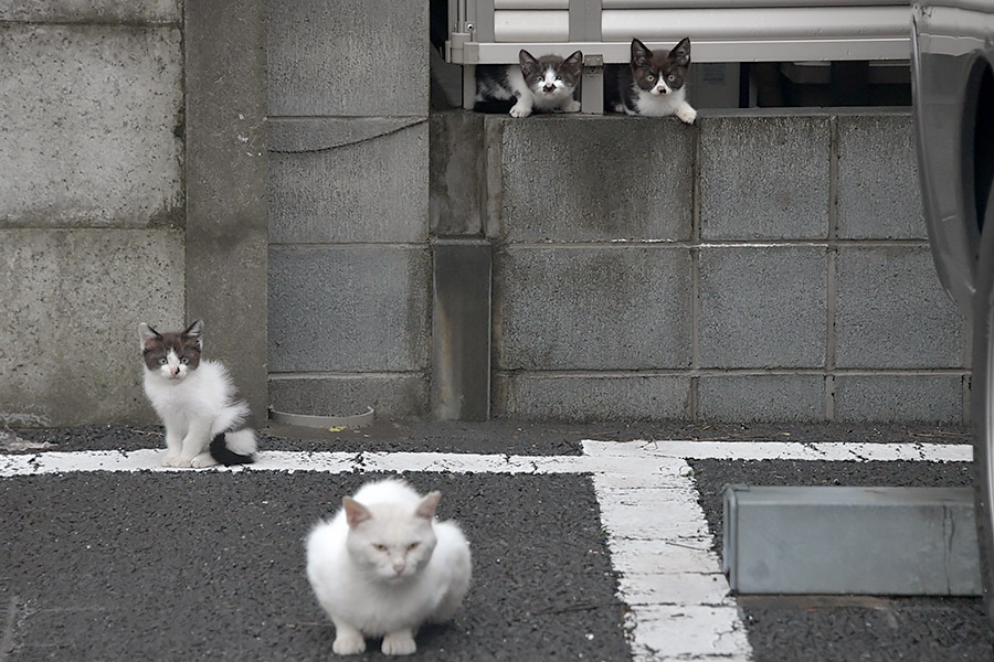 街のねこたち