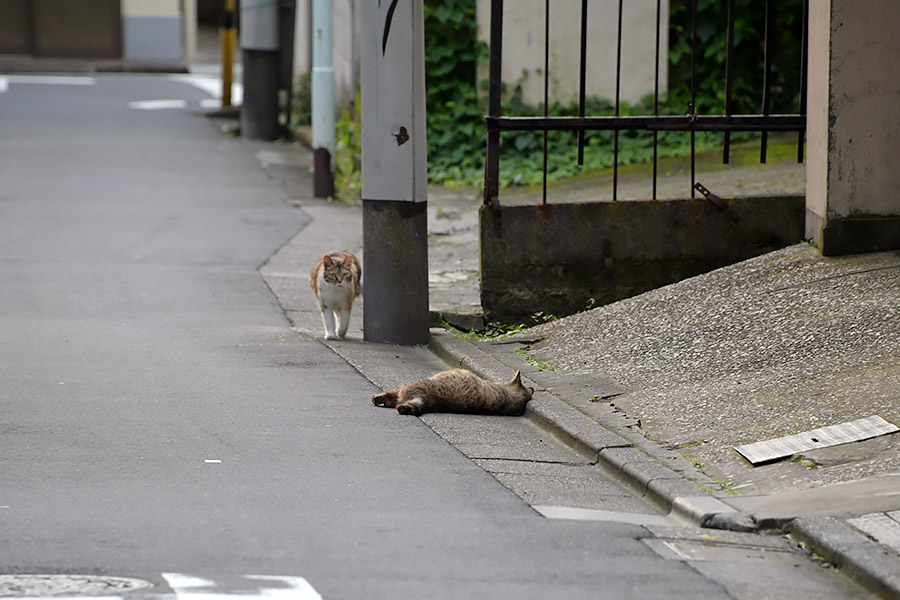 街のねこたち