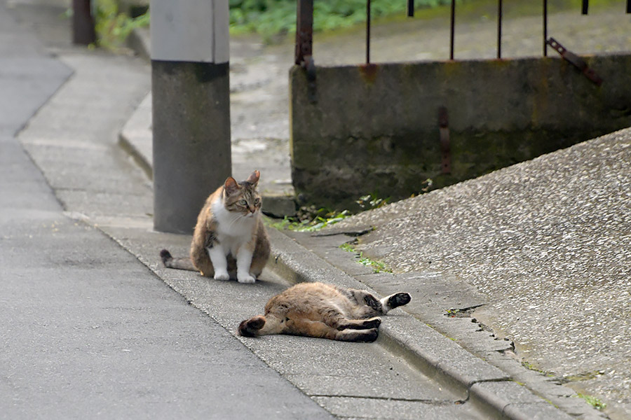 街のねこたち
