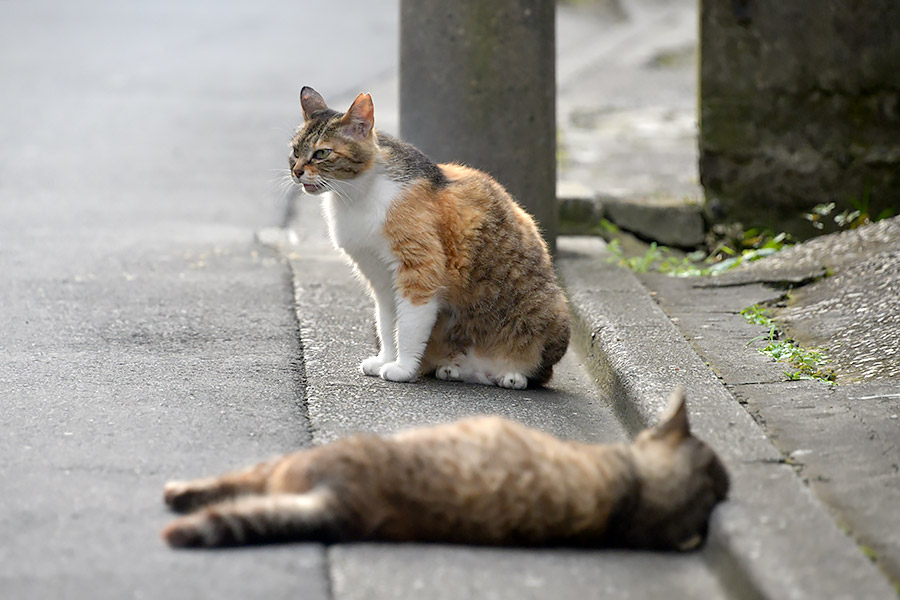 街のねこたち