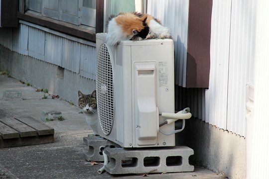 街のねこたち