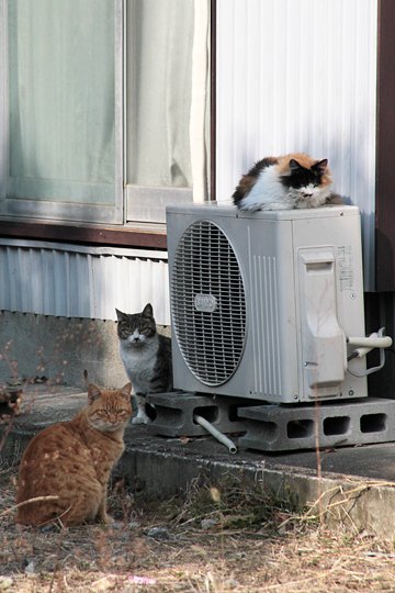街のねこたち