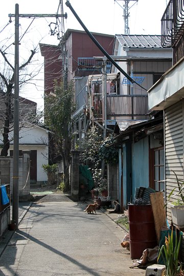 街のねこたち