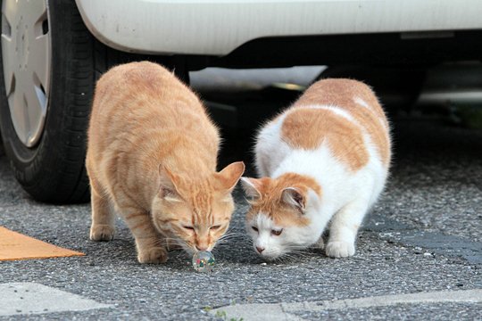 街のねこたち