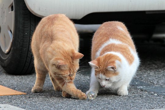 街のねこたち