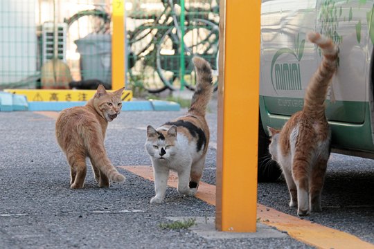 街のねこたち