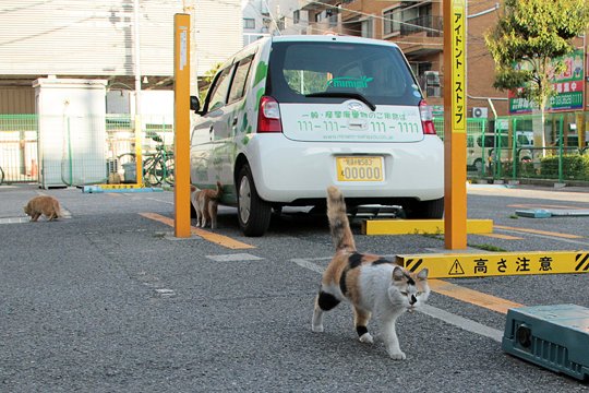 街のねこたち