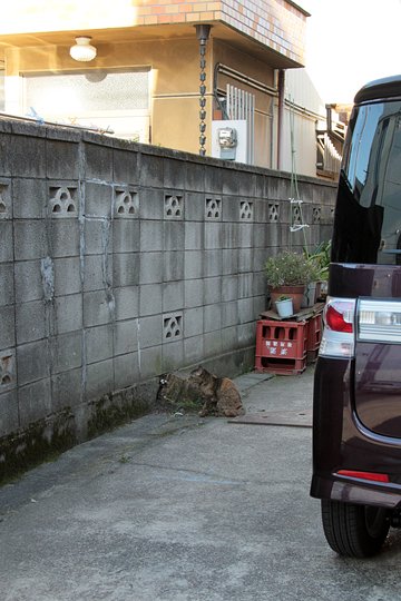 街のねこたち